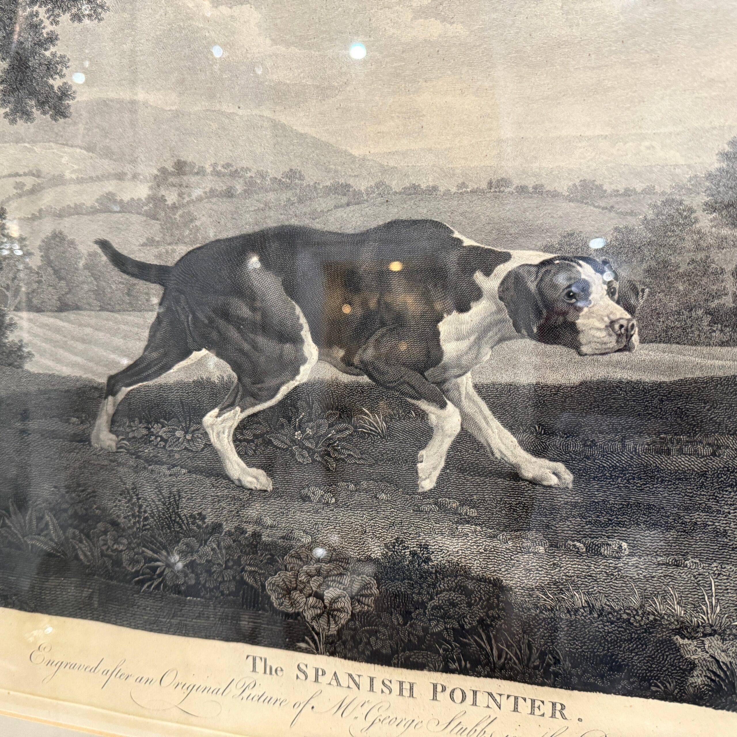 20th century reprint of Stubbs & Woollett's Spanish pointer