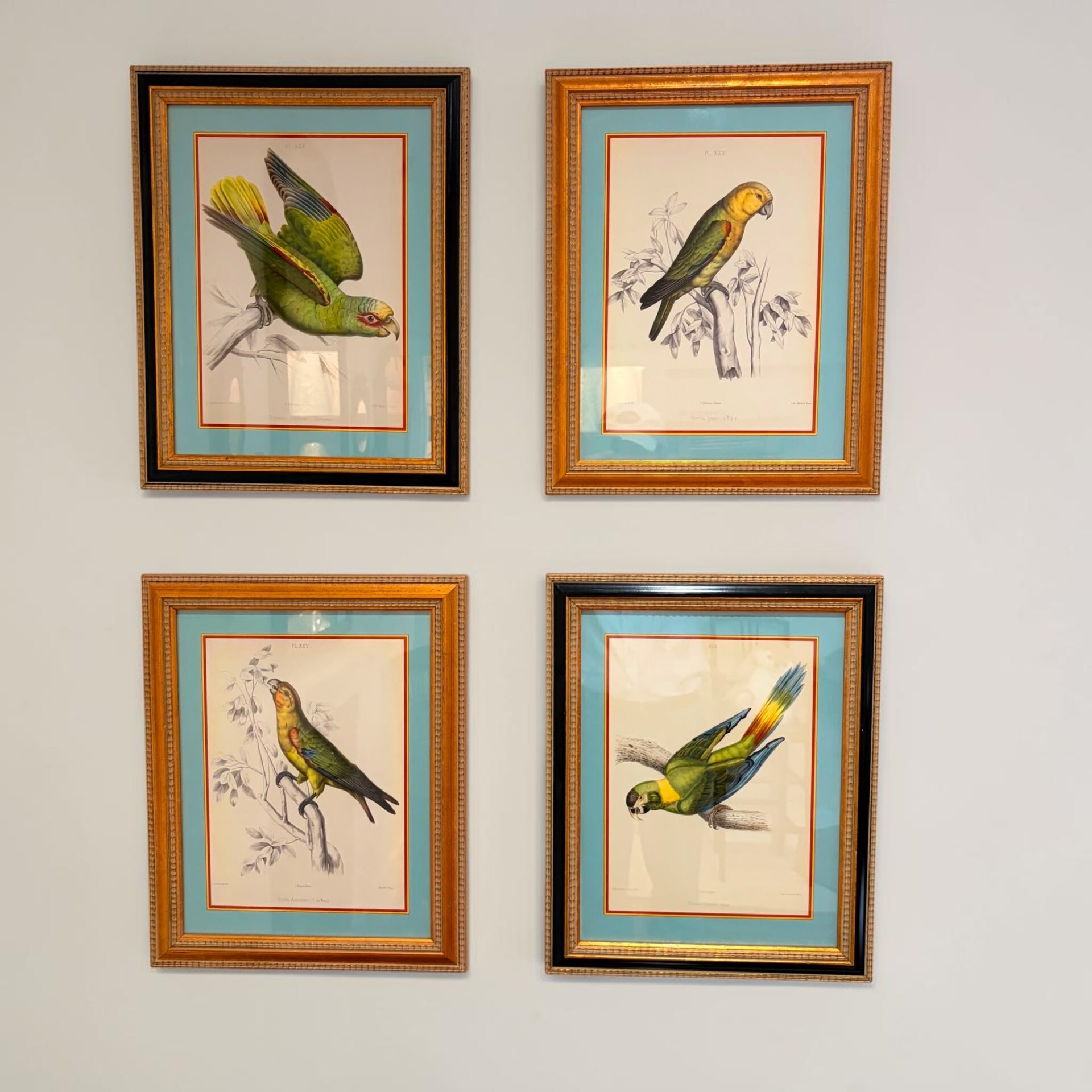 Set of four 19th century French parrot lithographs
